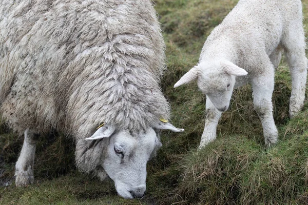 Овца Ягненок Едят Траву Халлиг Гудж — стоковое фото