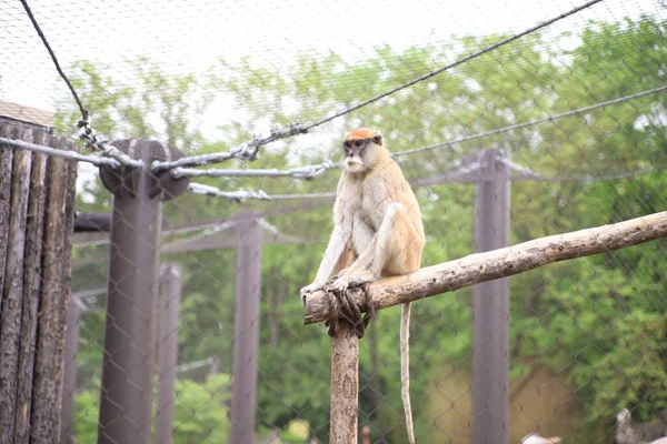 Nahaufnahme Eines Affen Auf Holzstangen Topeka Zoo Kansas Usa — Stockfoto