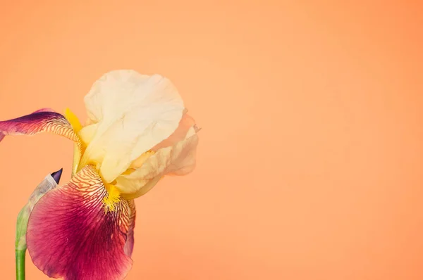 Detailní Záběr Sušících Duhovek Izolovaných Oranžovém Pozadí Prostorem Pro Text — Stock fotografie