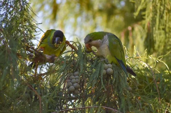 monk parakeet (myiopsitta monachus) and nanday parakeet (Aratinga nenday) feeding in a tree in the wild