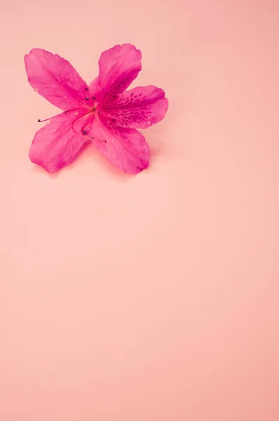 Detailní Záběr Jemné Růžové Azalky Květiny Izolované Pastelově Růžovém Povrchu — Stock fotografie