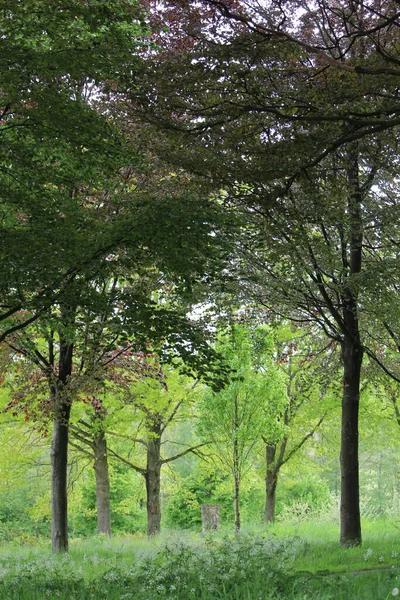 昼間の春に撮影された森の中の木々の美しい景色 — ストック写真