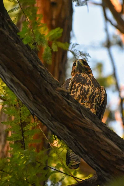ハリスの鷹 パラブテオ ユニクトゥス ベイウインカーまたはダサいタカとも呼ばれ ブエノスアイレス市の公園の木に群がっています — ストック写真