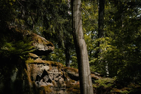 Primer Plano Rocas Cubiertas Árboles Con Musgo Bosque — Foto de Stock