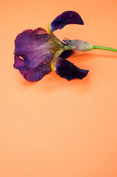 Eine Vertikale Aufnahme Von Lila Irisblume Mit Kopierraum Auf Orangefarbenem — Stockfoto