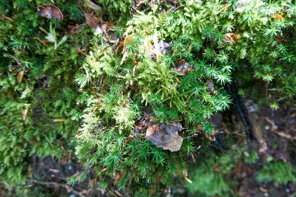 Shot Mushrooms Forest — Stock Photo, Image