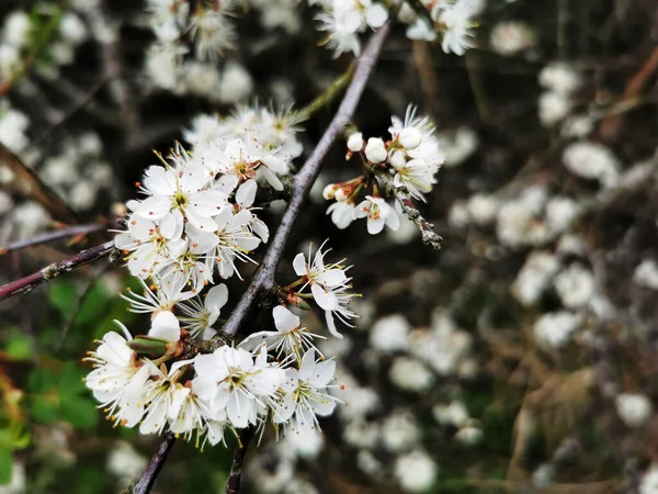 木の花のクローズアップショット — ストック写真