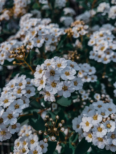 Gros Plan Fleurs Alyssum Dans Jardin — Photo