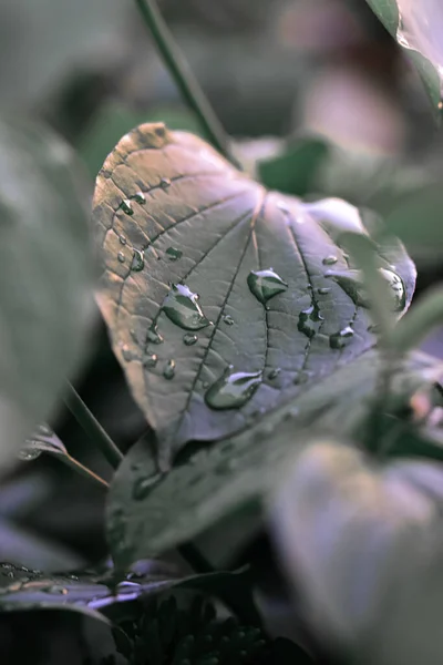 Disparo Vertical Hojas Hosta Verde Con Gotas Lluvia — Foto de Stock