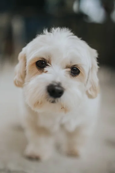 白い小さな犬のクローズアップショット — ストック写真