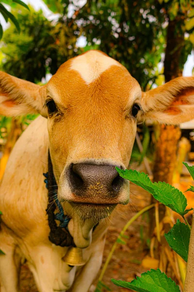 Very Close Front View Face Asian Light Brown Beef Calf — Stock Photo, Image
