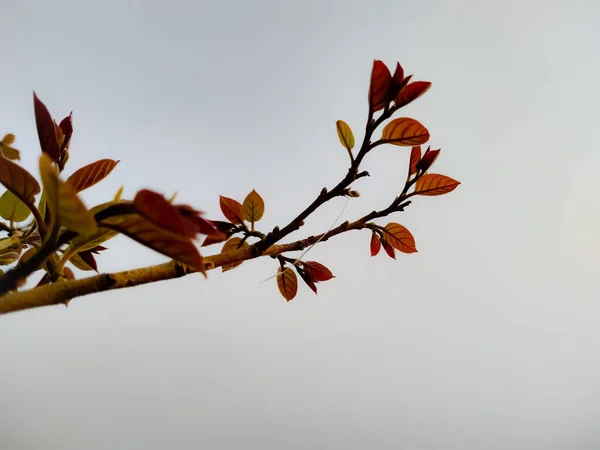 Detailní Záběr Větve Stromu Ponurý Den — Stock fotografie