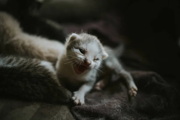 生まれたばかりの子猫が — ストック写真