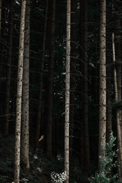 森林里一株高大的松树的垂直拍 — 图库照片