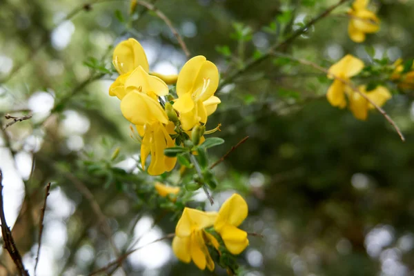 Знімок Красивих Жовтих Квітів — стокове фото