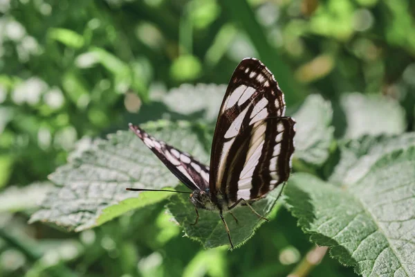 Borboleta Planador Comum Neptis Sappho Folha — Fotografia de Stock