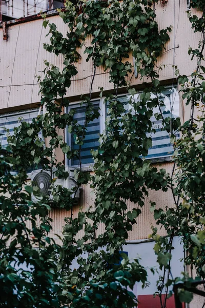 Eine Vertikale Aufnahme Einer Kriechenden Pflanze Auf Einem Gebäude — Stockfoto