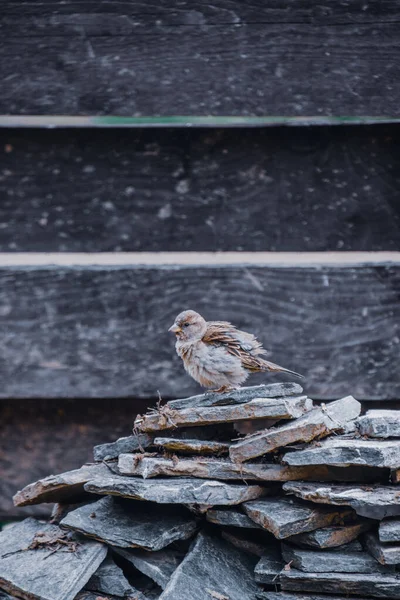 Vertical Shot Sparrow Perched Pile Flagstones — Stock Photo, Image