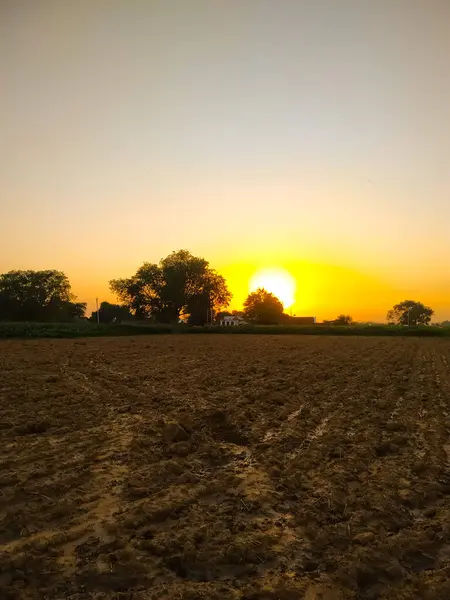 Eine Vertikale Aufnahme Eines Feldes Einem Schönen Sonnenaufgang — Stockfoto