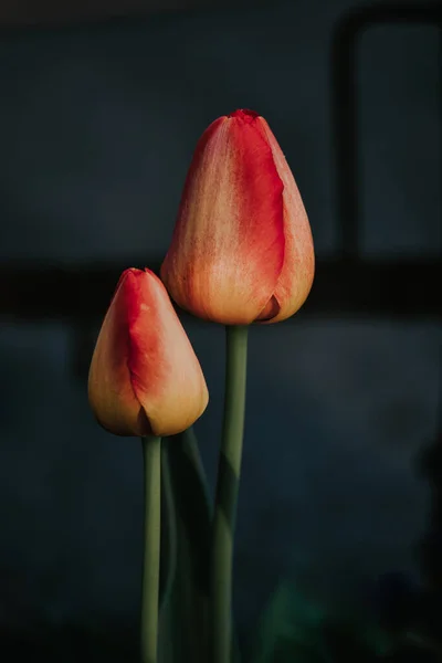 Ein Vertikaler Schuss Frischer Roter Und Weißer Tulpen Ideal Für — Stockfoto