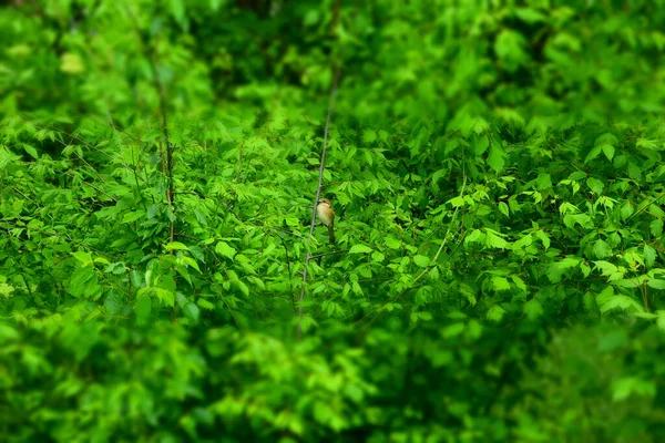 Снимок Маленькой Птицы Зеленых Растениях — стоковое фото
