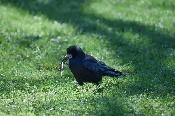 Closeup Shot Crow Standing Grass — Stock Photo, Image