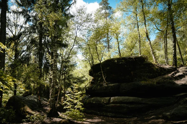 Ένα Κοντινό Πλάνο Κατάφυτους Βράχους Και Δέντρα Βρύα Ένα Δάσος — Φωτογραφία Αρχείου