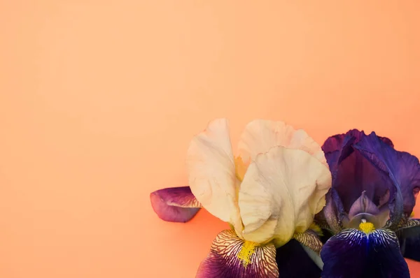 Detailní Záběr Fialové Bílé Duhovky Květiny Kopírovacím Prostorem Izolované Oranžovém — Stock fotografie