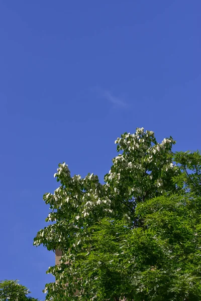 Plano Vertical Ramas Árboles Verdes Cielo Azul — Foto de Stock