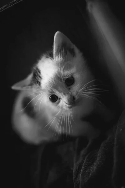 Een Verticale Grijsschaal Close Shot Van Een Schattig Kitten — Stockfoto