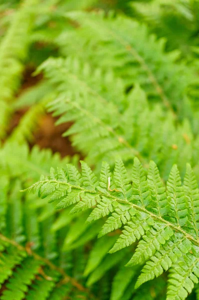 Les Belles Feuilles Fougère Verte Polypodiopsida — Photo