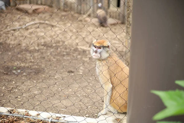 Closeup Shot Monkey Zoo Topeka Kansas Usa — Stock Photo, Image