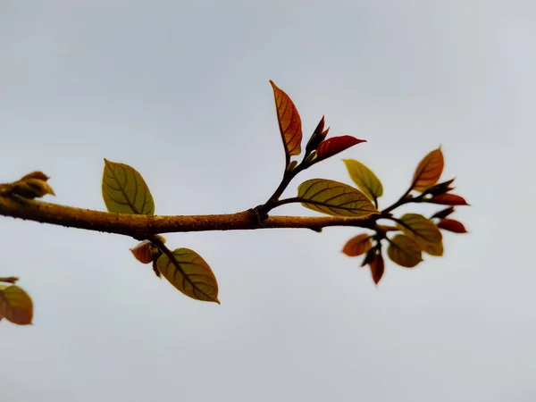 Een Dichtbij Shot Van Een Boom Aftakking Een Sombere Dag — Stockfoto