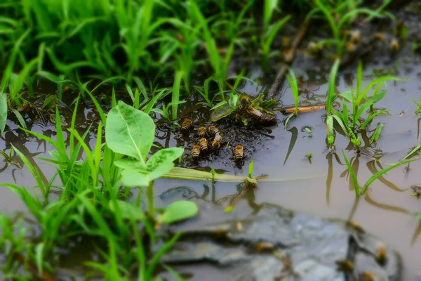 Gros Plan Des Abeilles Dans Une Boue Herbeuse — Photo