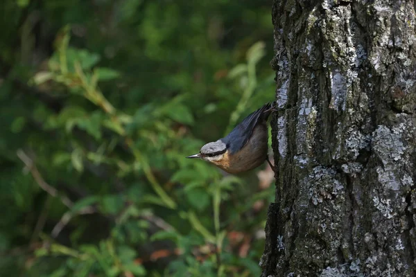 Plan Sélectif Oiseau Sittelle Eurasien Perché Sur Tronc Bouleau — Photo