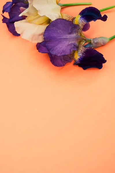 Vertikální Záběr Fialové Bílé Duhovky Květiny Kopírovacím Prostorem Izolované Oranžovém — Stock fotografie
