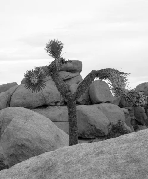 Uma Árvore Que Cresce Num Deserto — Fotografia de Stock