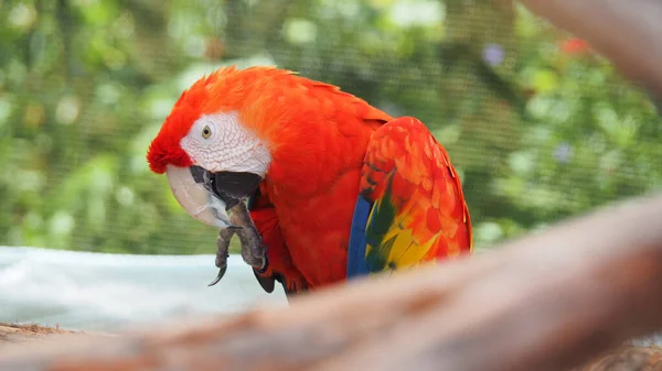 Gros Plan Perroquet Aras Écarlate Coloré Dans Zoo — Photo
