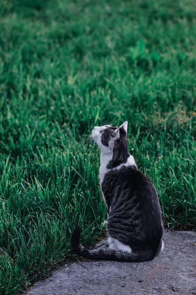 一只黑白相间的猫在公园里的垂直镜头 — 图库照片