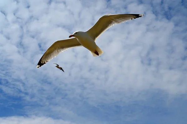 Fliegender Vogel Der Französischen Bretagne Guilvinec — Stockfoto