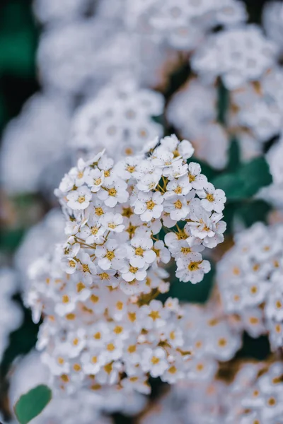 Vertical Shot White Spirea Wangutta — Photo