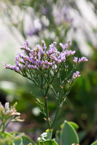 Blooming purple sea lavender grows on Hallig Hooge