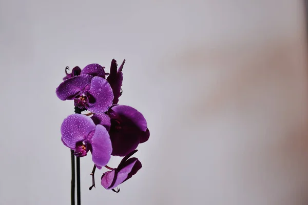 Zbliżenie Strzał Fioletowy Philippine Mielony Orchidea Kwiaty Białym Tle Ściany — Zdjęcie stockowe