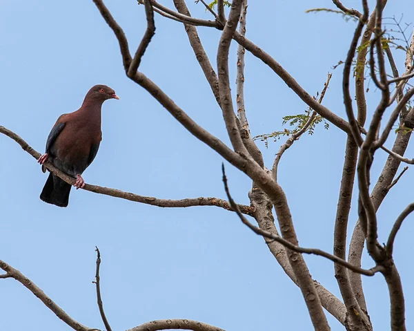 Een Schilderstuk Van Een Vogel Een Boom Tak — Stockfoto