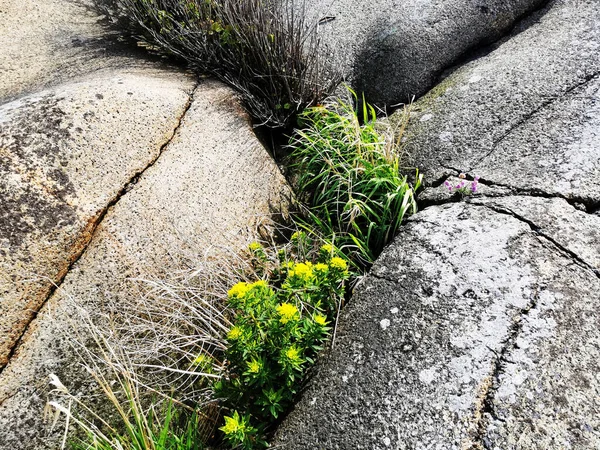 Een Close Shot Van Golden Alyssum — Stockfoto