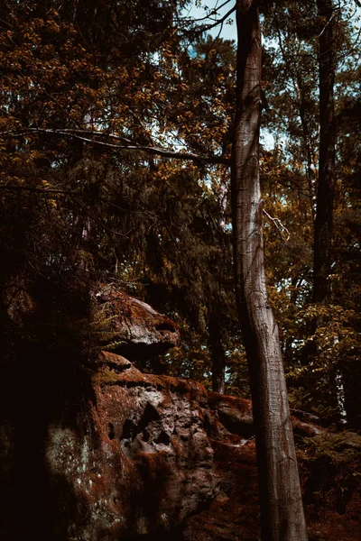 Plan Vertical Formations Pierres Sombres Arbres Dans Une Forêt — Photo