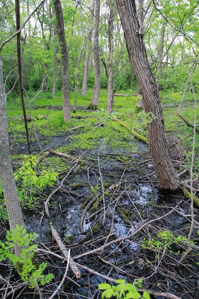 川の近くにあるオザーク湿地は 爬虫類や鳥だけでなく植物にも豊かな野生生物生息地を提供し 洪水制御の程度を提供します — ストック写真