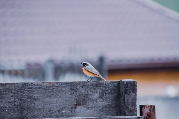 Primer Plano Redstart Común Encaramado Una Tabla Madera — Foto de Stock