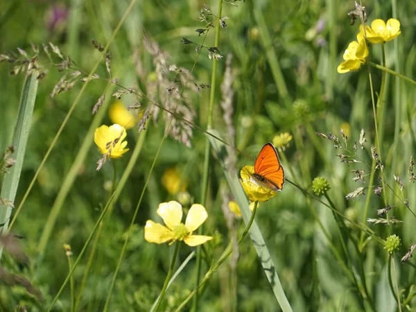 Красивая Маленькая Оранжевая Бабочка Сидит Желтом Лютике Лугу Пышной Зеленой — стоковое фото