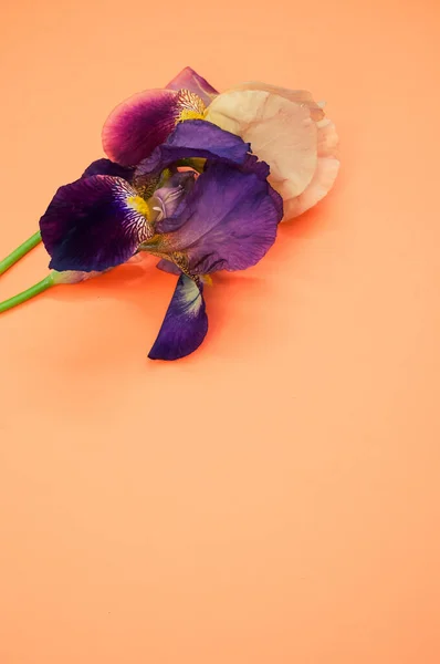 Vertical Shot Drying Irises Orange Surface Space Text — Stock Photo, Image